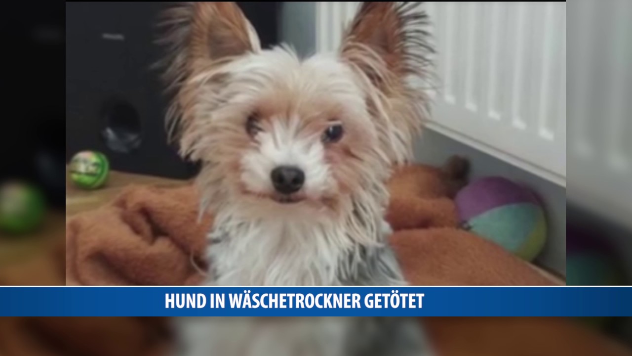 Hund wurde in W&auml;schetrockner grausam zu Tode gequ&auml;lt