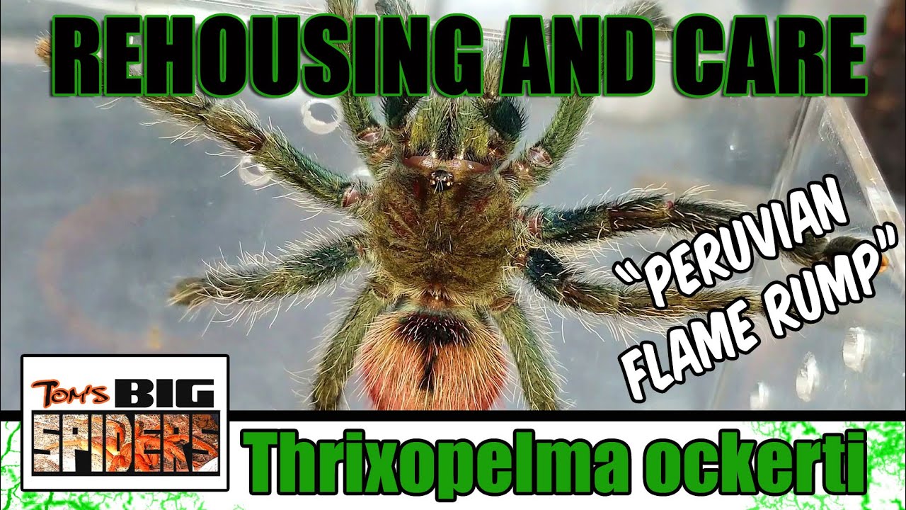 Уход и переселение Thrixopelma Ockerti 