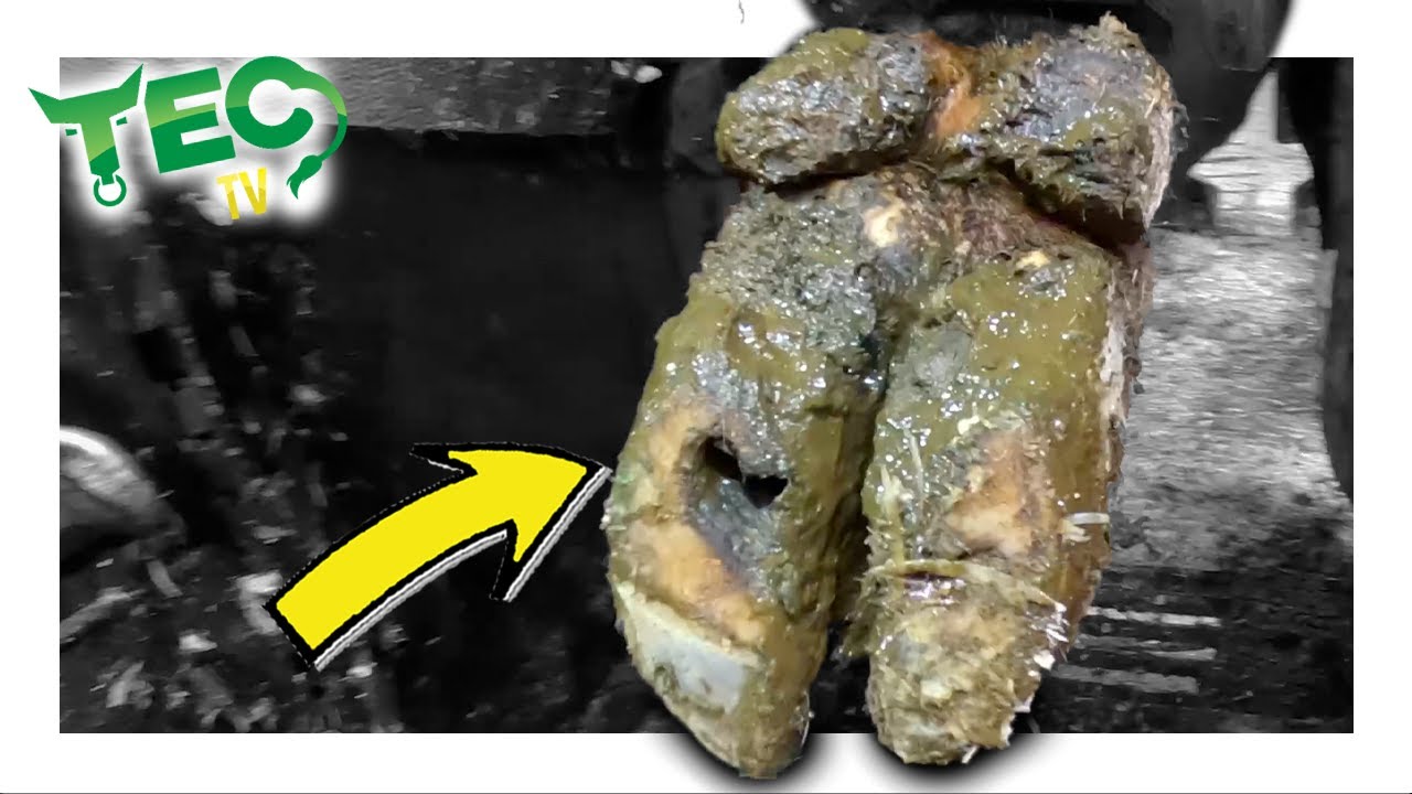 LARGE HOLE TUNNELLING through this COW'S HOOF | TEC TV