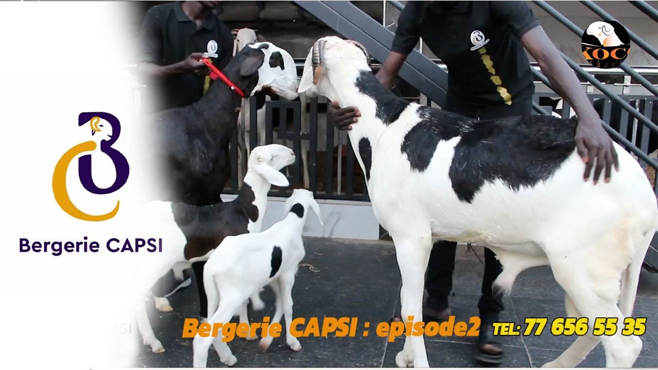 Épisode 2: Bergerie CAPSI leadership confirmé