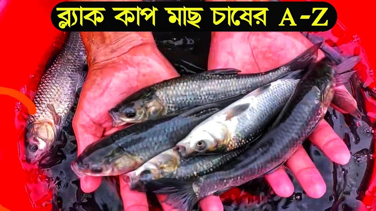 ব্ল্যাক কার্প মাছ চাষের A-Z।ইফতি ফিশ ফার্ম।খাবার ছাড়াই ৪ কেজি + ব্ল্যাক কার্প