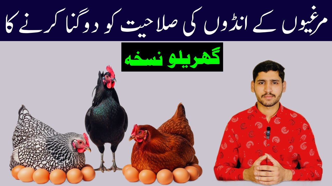 How Chickens Are Raised Naturally for Eggs & Meat | Best Supplements to Increase Egg Production