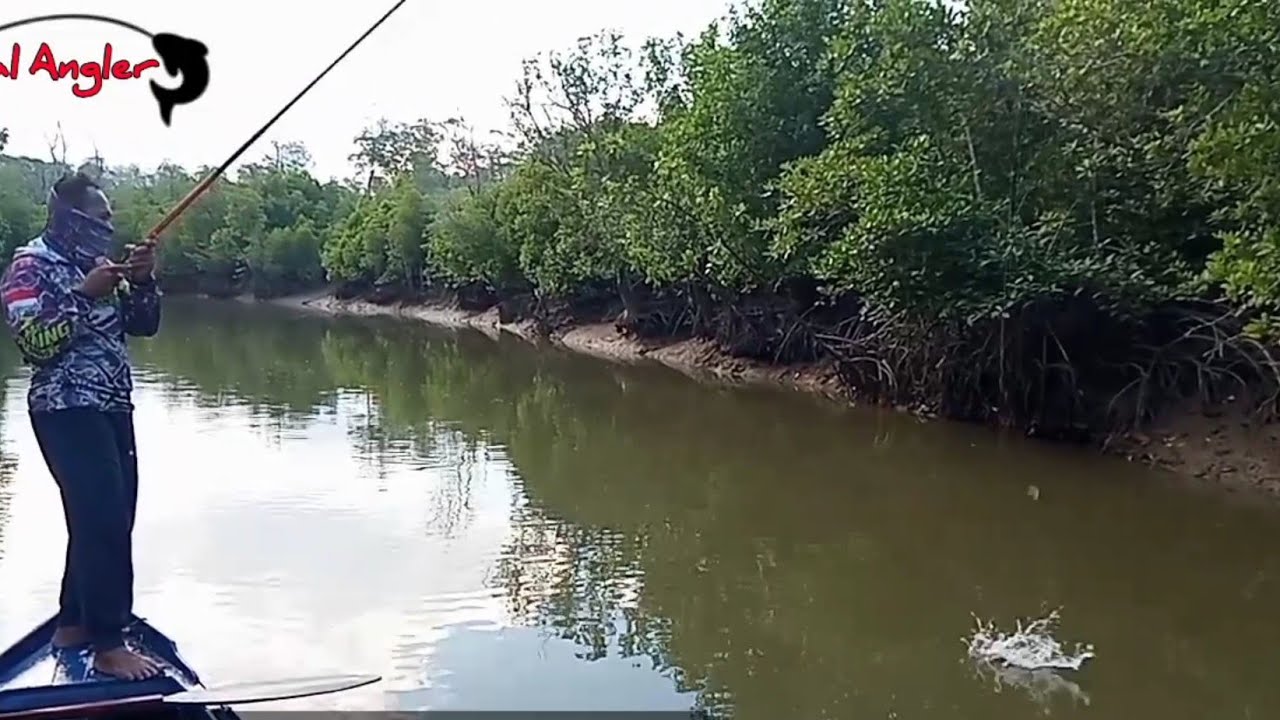 tidak di sengaja ketemu segerombolan ikan tarpon/teknik bento/bintuh