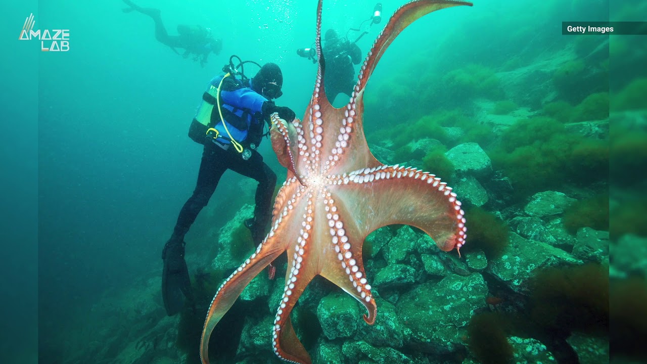 Octopus Arms Make Decisions Without Any Help from Their Brain