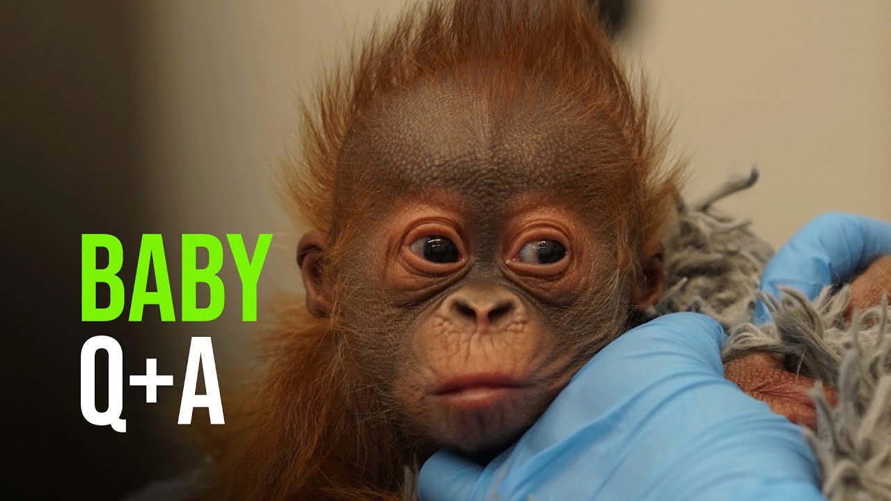 Baby Orangutan Q&A