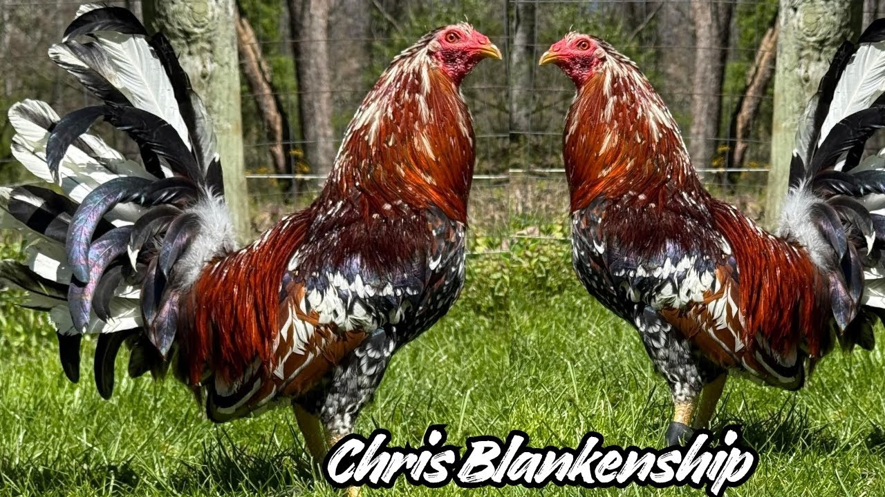 BIG FARM 🇺🇸 Feeding Time Shape Chicken Coop Indoor Outdoor Breeding Pens Chris Blankenship 2026