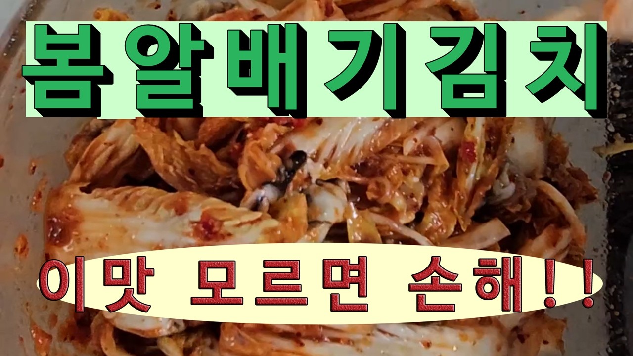 봄알배기김치,알배기,배추김치,봄김치,굴,김치,봄김치여기는 요리채널입니다