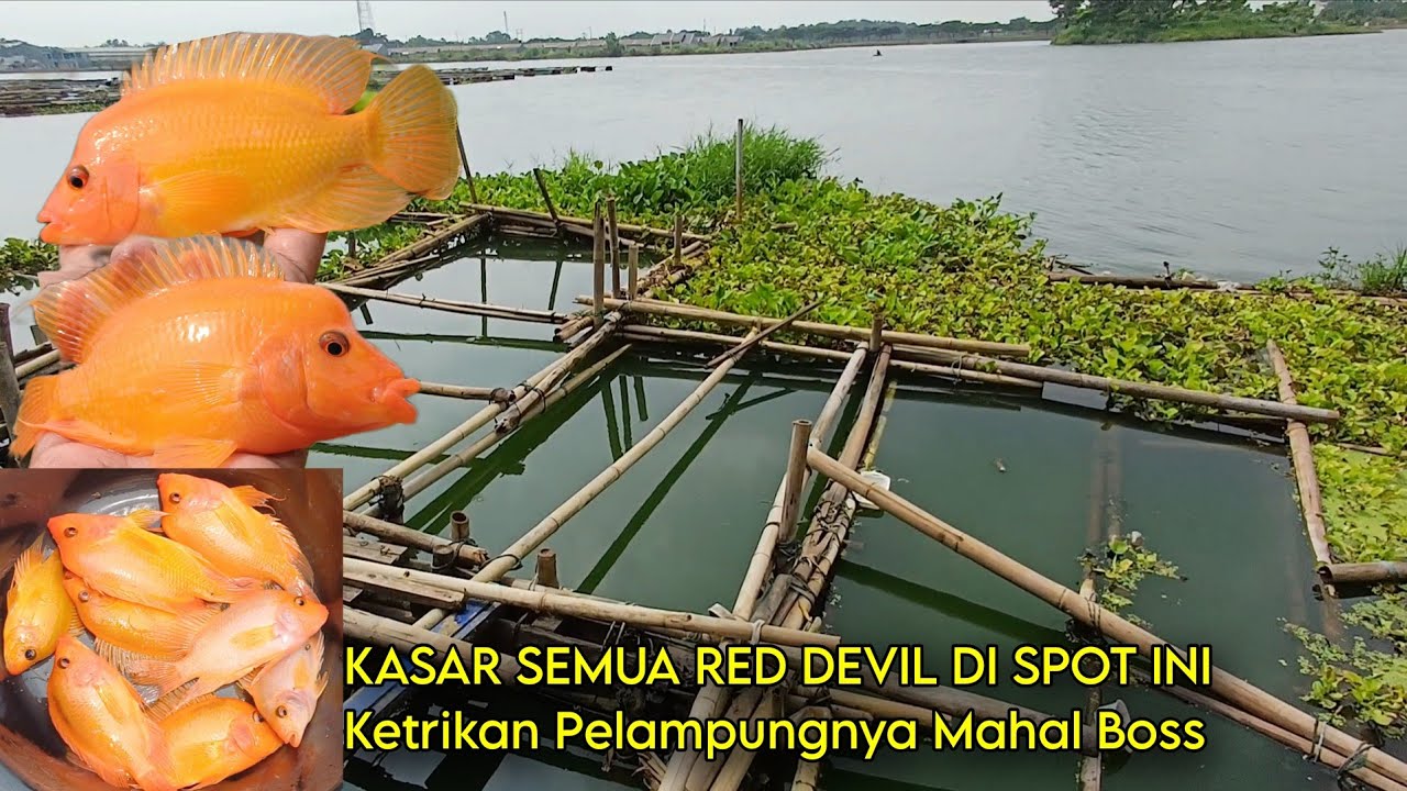 SPOT BEKAS KANDANG KAMBING, TERNYATA BANYAK BABON• Mancing Ikan RED DEVIL di Danau Cikarang ( PSB )