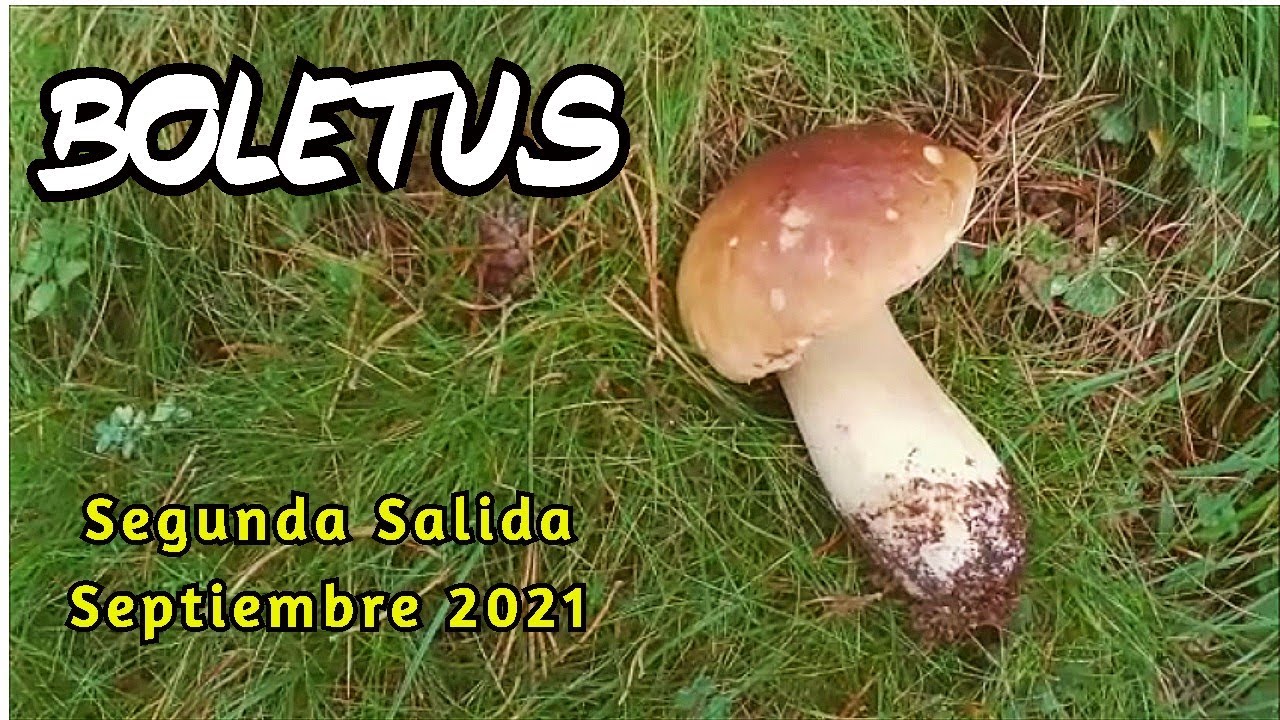 BOLETUS 2021 2ª salida a por setas 🍄 de la temporada, pirineo 1700 metros, 18 septiembre 2021.