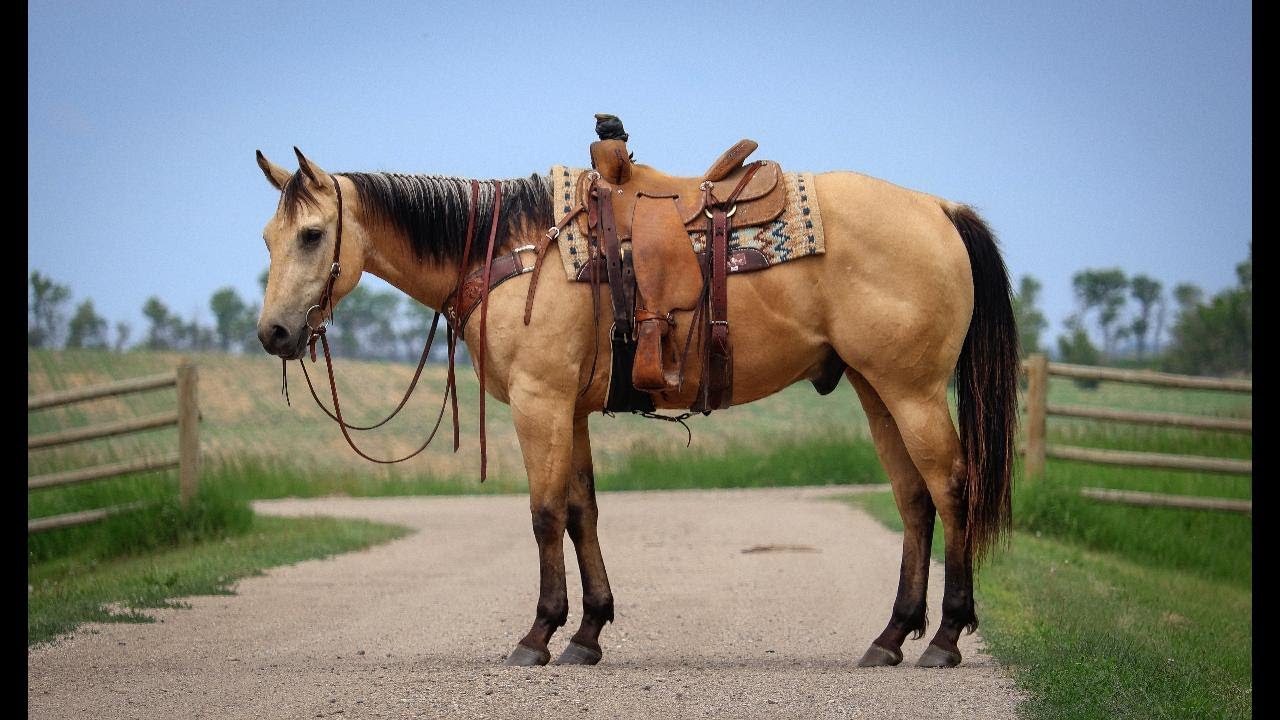 BK One Tuf Duke - 2022 AQHA Buckskin Gelding - SOLD