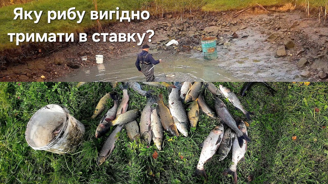 Випустив воду з дачного ставка. Частина друга