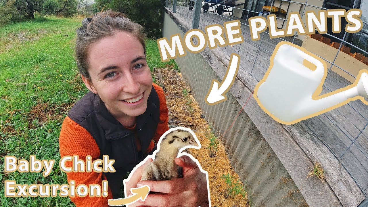 Wholesome Garden Vlog * Garden and chicken updates and planting new seeds