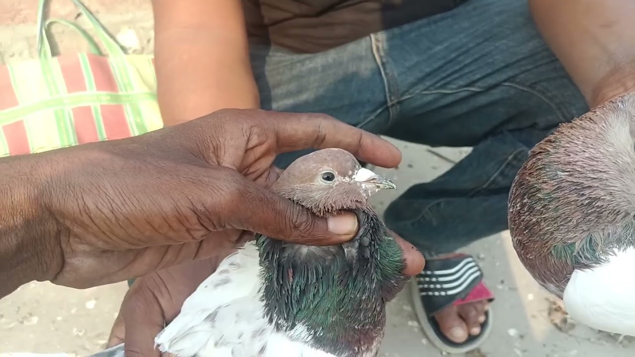 Sook karo