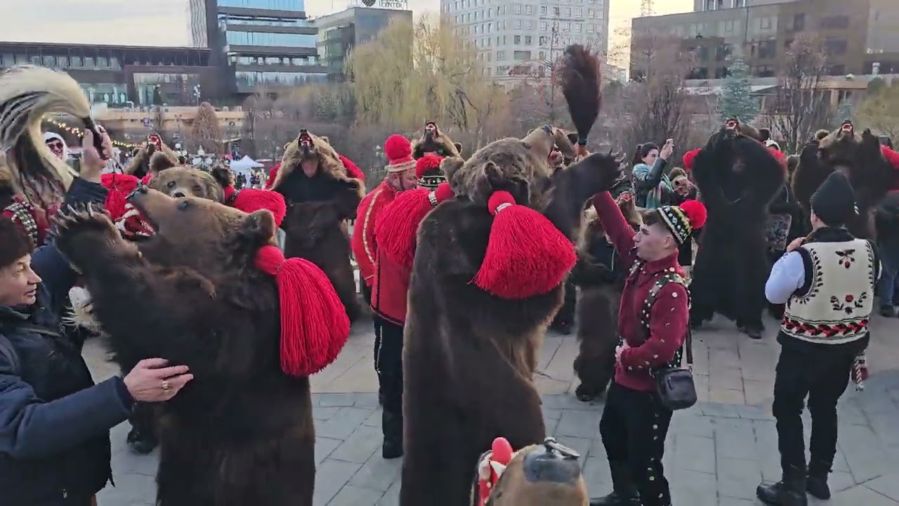 Urșii din Comănești Leorda la Iași 14 dec 2024❤️🐻🐻🐻