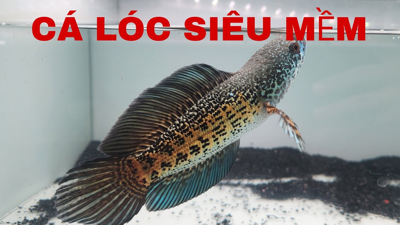 GIẢM GIÁ NHỮNG DÒNG CÁ LÓC SIÊU ĐẸP TẠI TY CHANNA SHOP #channa #cácảnh #tychanna 