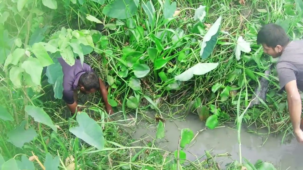 খাল থেকে কি মাছ পেল, চলুন দেখি || catching fish in the canal.