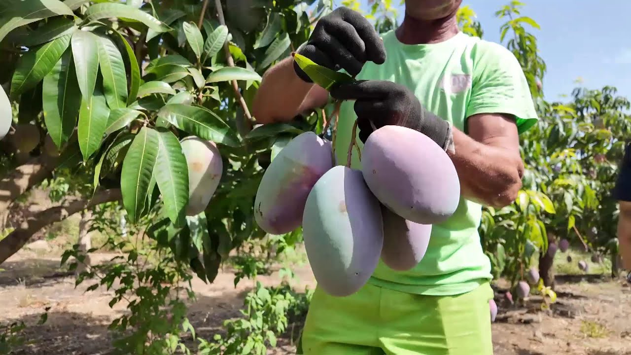 Innovaci&oacute;n, digitalizaci&oacute;n y robotizaci&oacute;n en la recolecci&oacute;n del mango de la Axarqu&iacute;a malague&ntilde;a