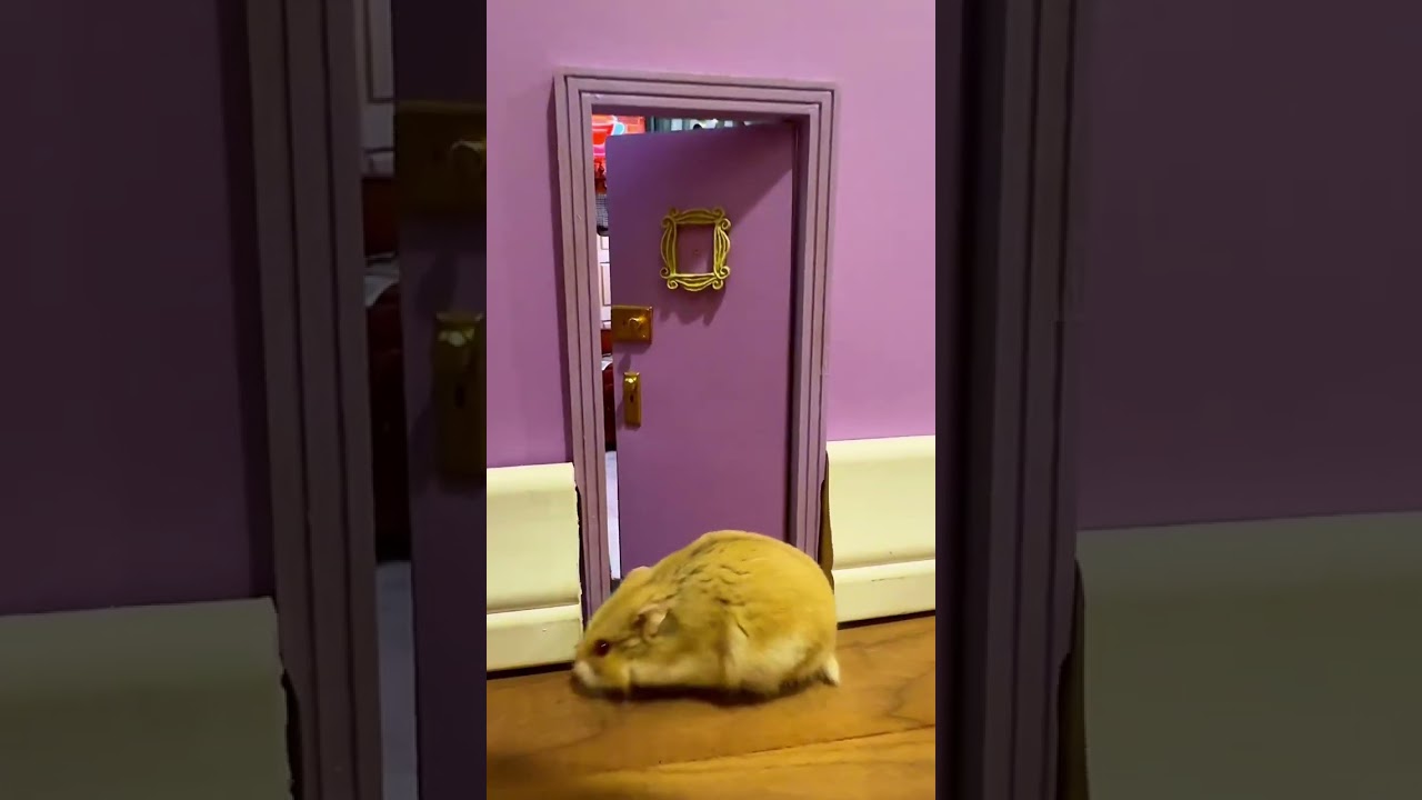 My hamster in Friends miniature