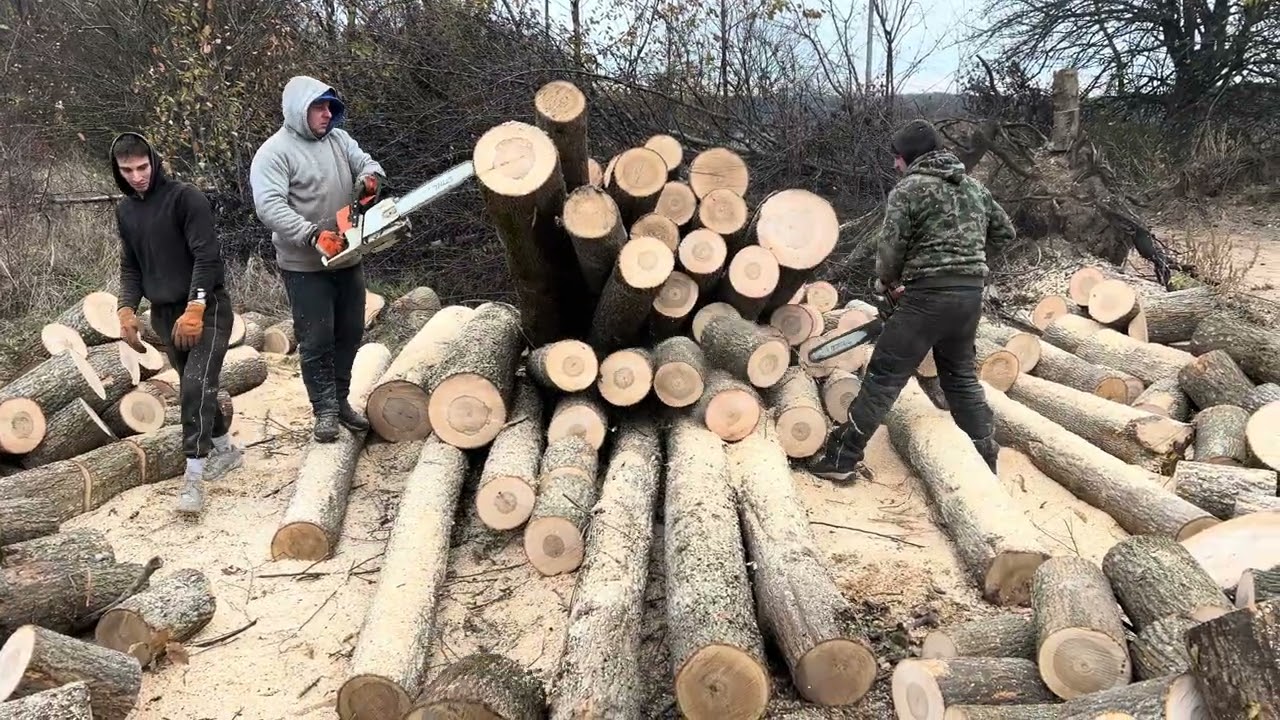 💯STIHL MS 462 C-M