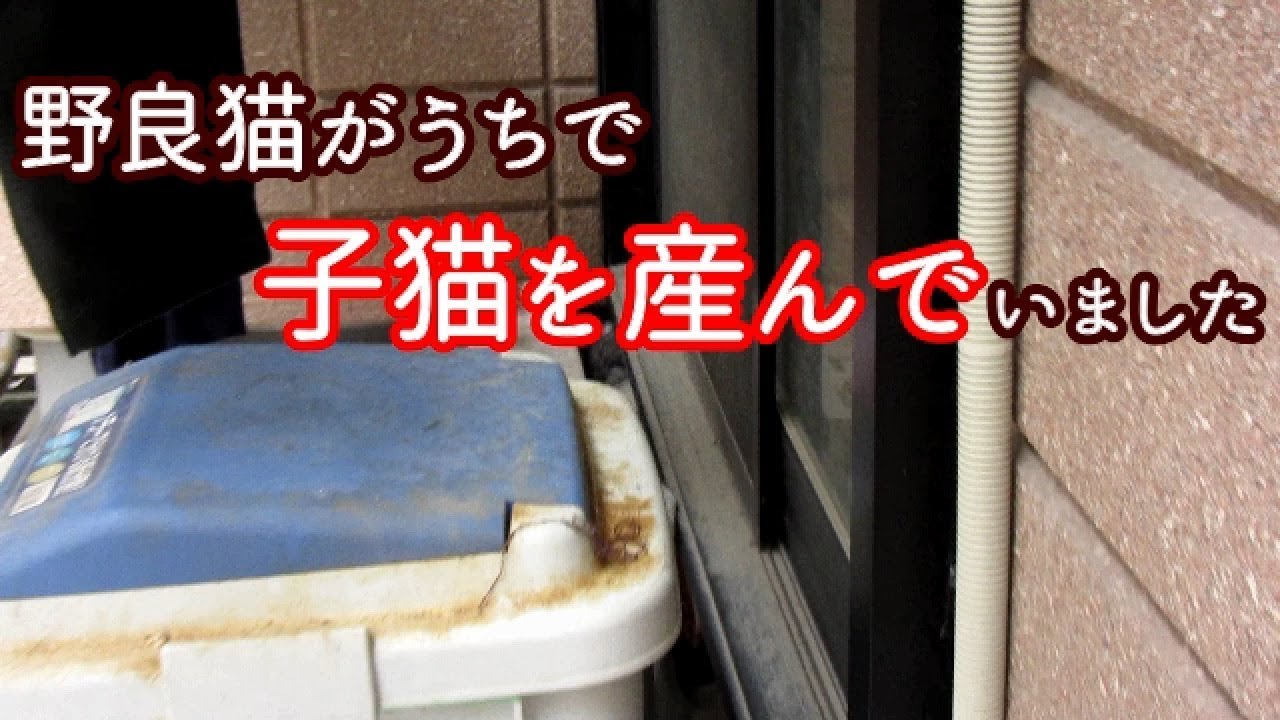 うちの庭で野良猫が子猫を産みました　思いがけない野良猫の運命に思いを馳せる