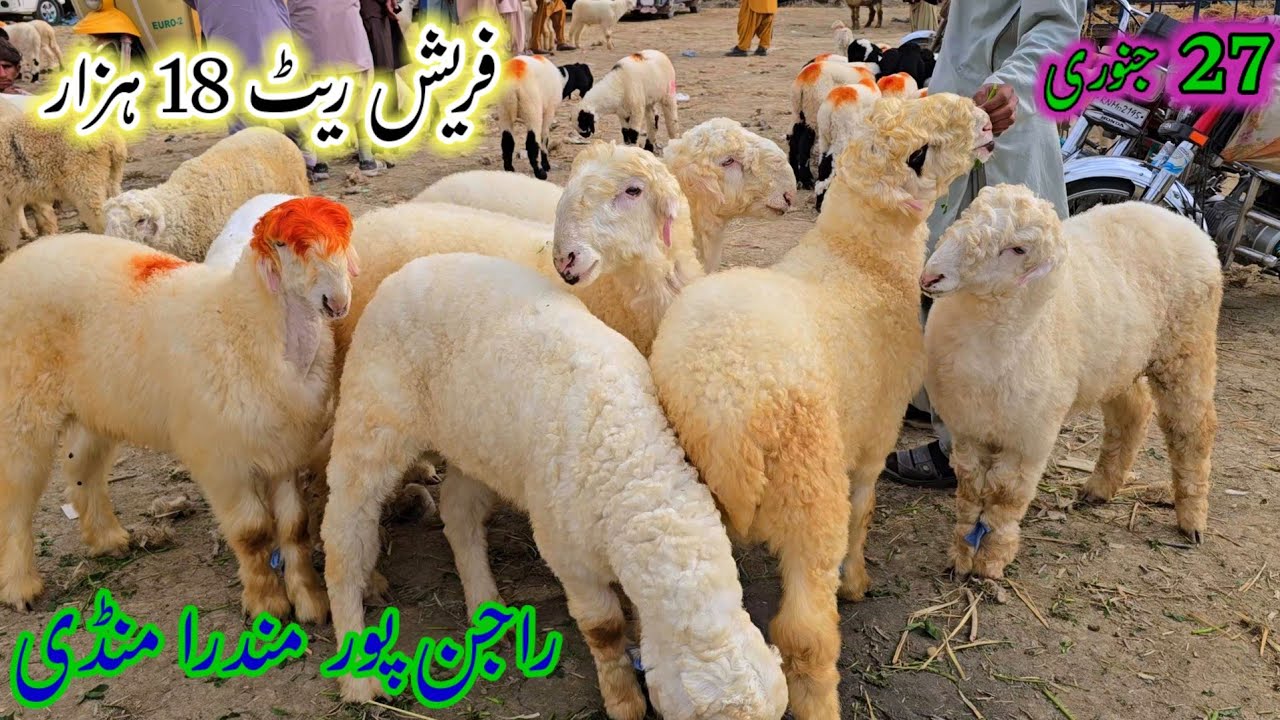 27 January 2026 Distric Rajanpur Mundra Mandi Update مندرا منڈی کی تازہ ترین صورتحال جانیے محمد پور