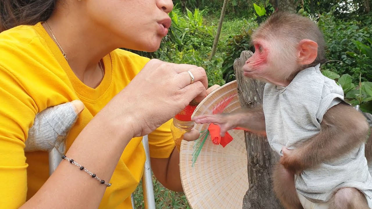 The cute way the baby monkey asks for a fruit