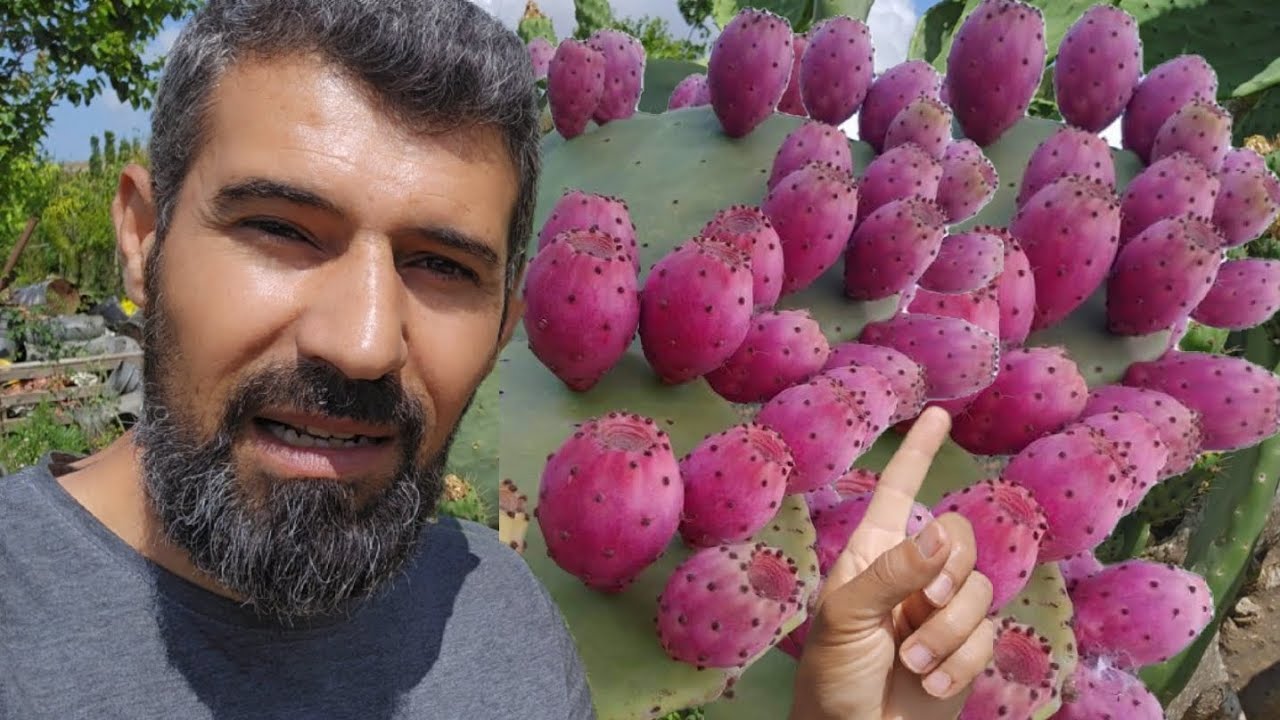 افضل طريقة لزراعة التين الشوكي والحصول على إنتاج كثيف بهذا الشكل