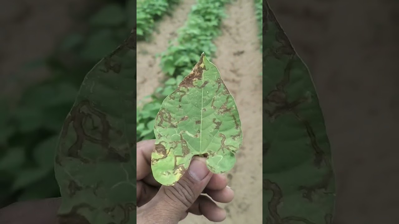 زي ما عودناكم احبابي كل متابعيني وبناء على رغباتكم النهارده موعدنا مع فيديو كامل وشام