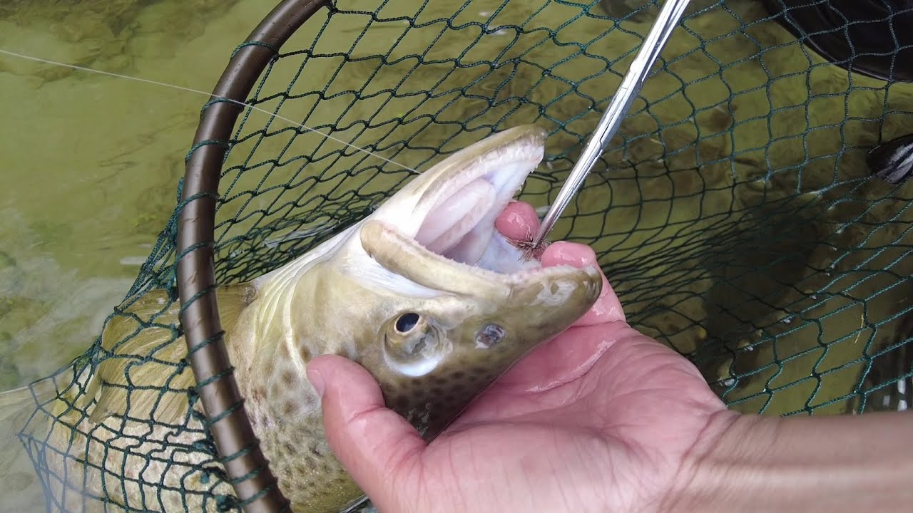 Dry Fly Fishing Heaven - The Mataura River from the South Island of New Zealand