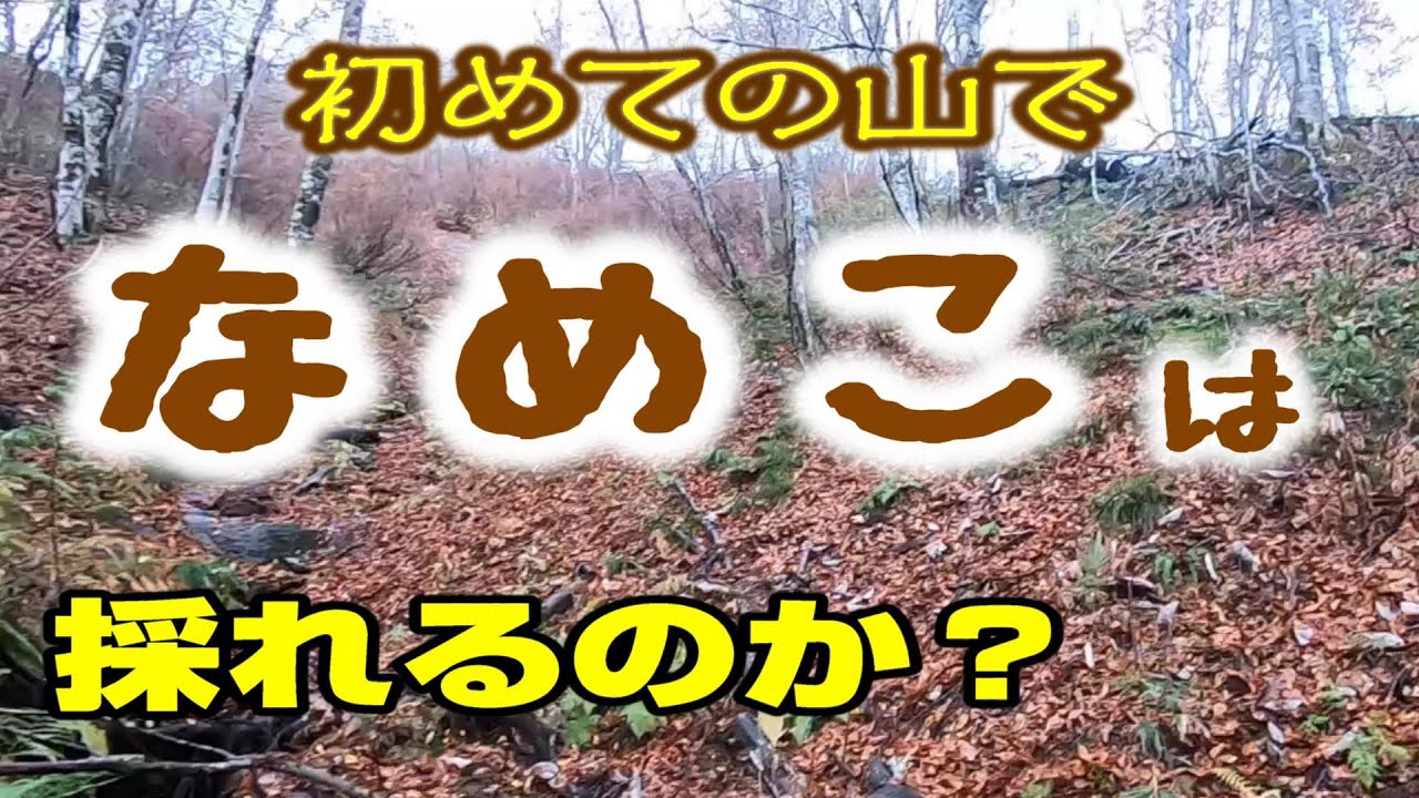 諦めなければナメコに出会えます