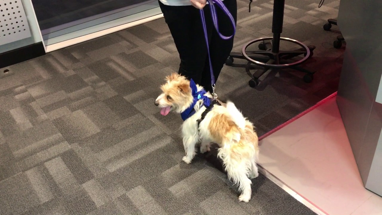 Olly from Crufts on Heart