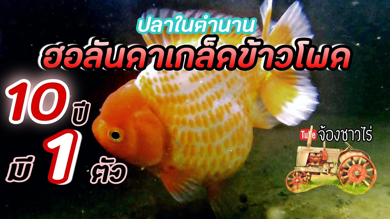 ฟาร์มปลาทองเอกวัฒน์นันทกุล