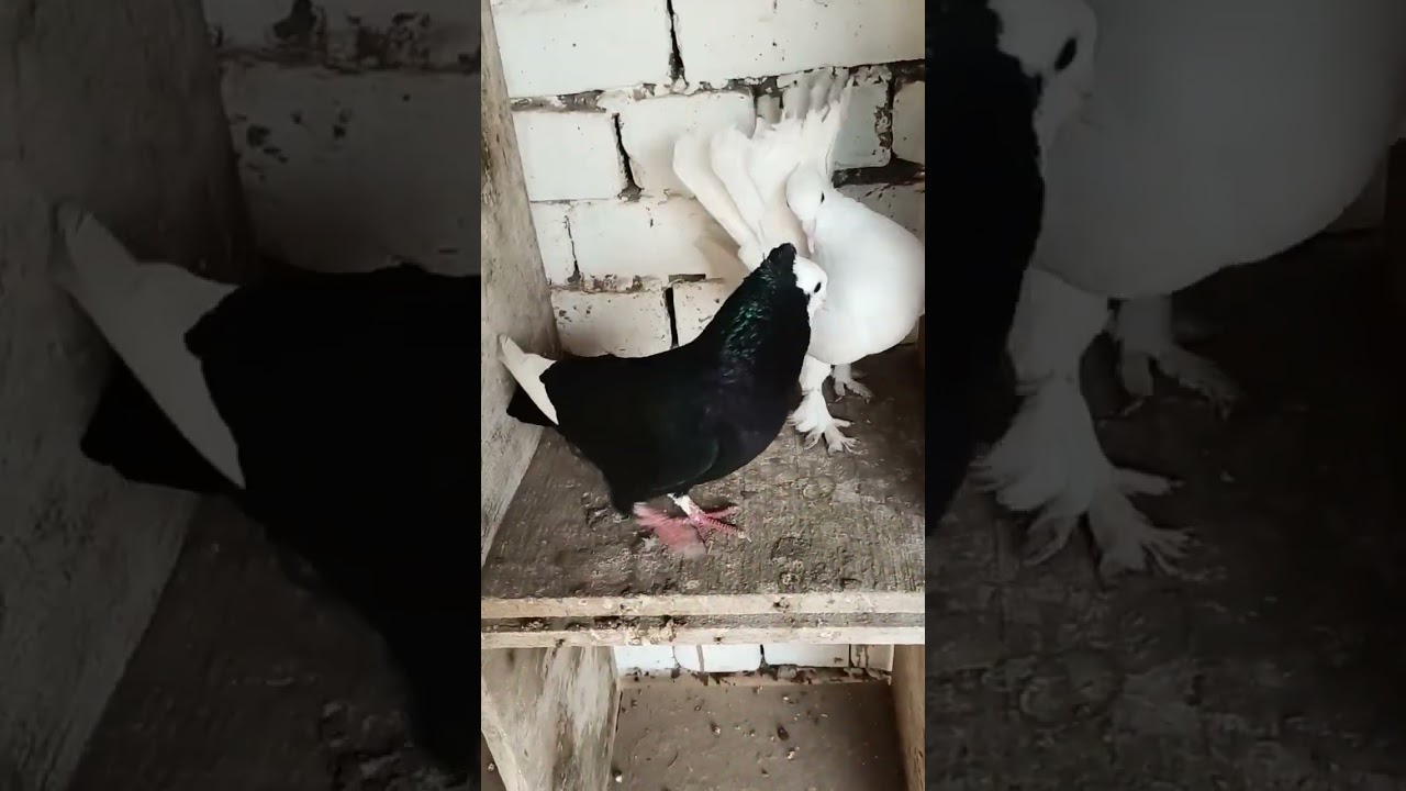 Black And White Kabootar || 2 Kabootar || Pigeon 💥😍🔥#Shorts