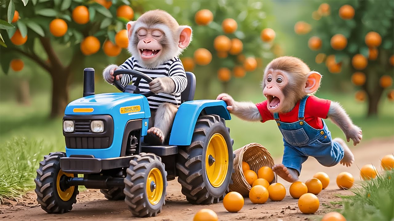 🐒🍊💥 Monkey NaNa Harvests Oranges and Outsmarts a Sneaky Thief! 😱🚜 &ndash; NANA MONKEY LIFE