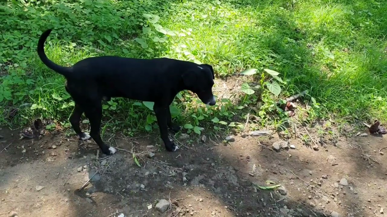 DIA MUNDIAL DEL PERRO.