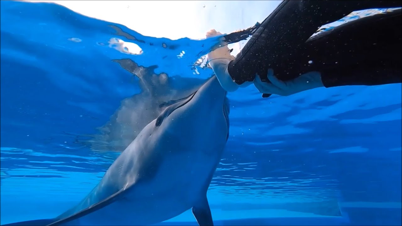 DOLPHIN THERAPY LAND  KEMER