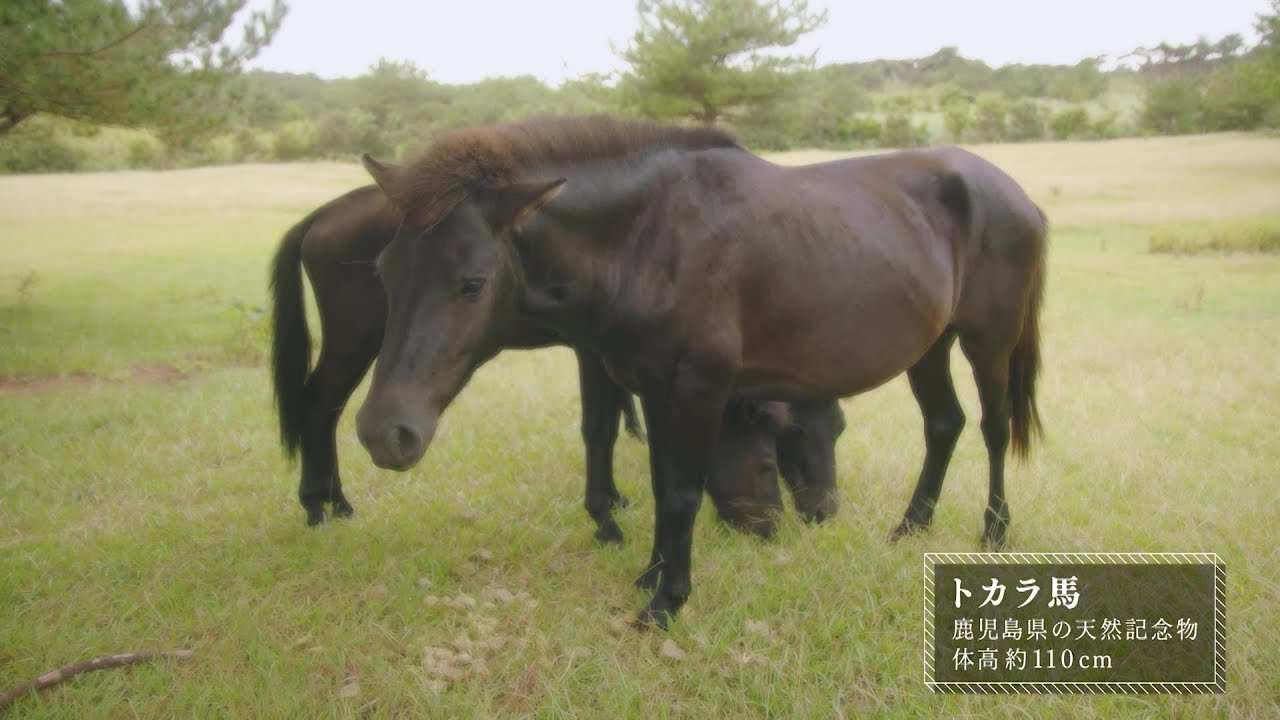馬と人　在来馬を巡る８つの物語　トカラ馬編