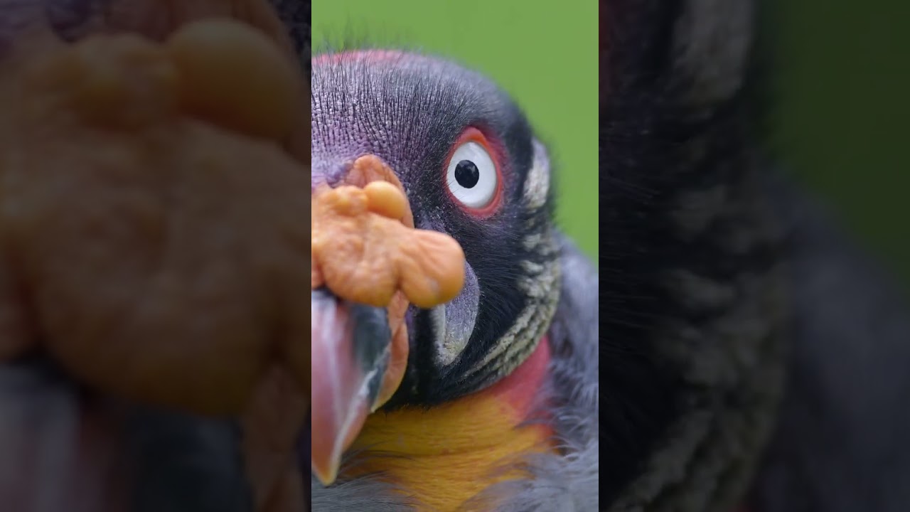 Vulture's World: A Majestic Journey