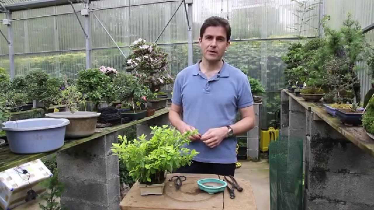 Cómo hacer un Bonsai