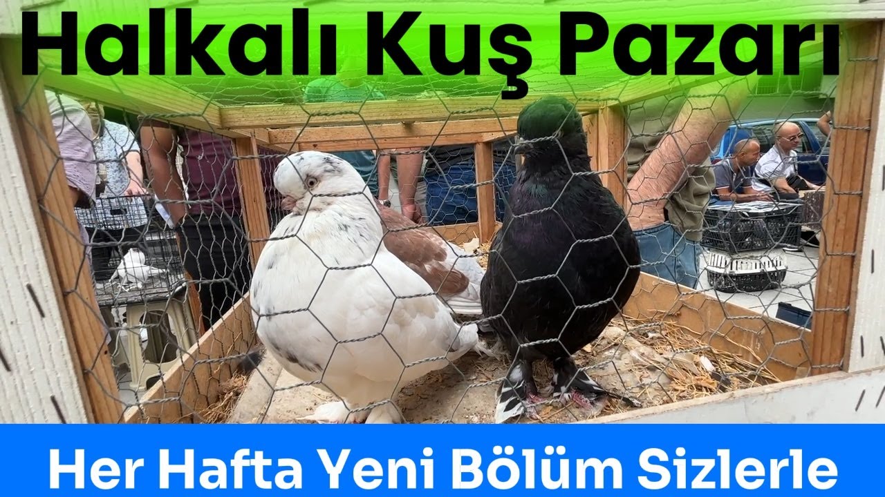 Yeni Halkalı Kuş Pazarı #kuşpazarı