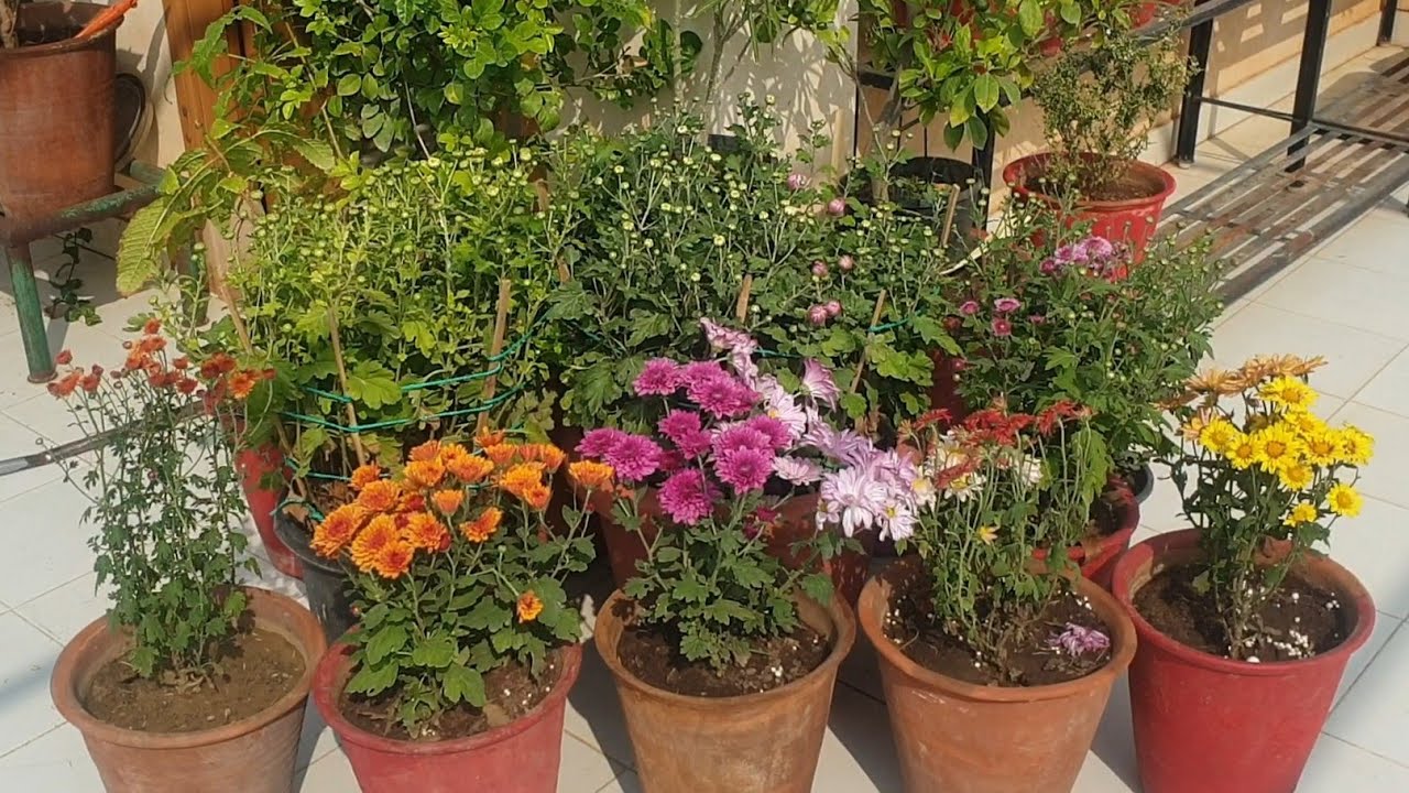 Best Fertilizer for Chrysanthemum at Budding Stage || How to Fertilize Chrysanthemum Plant