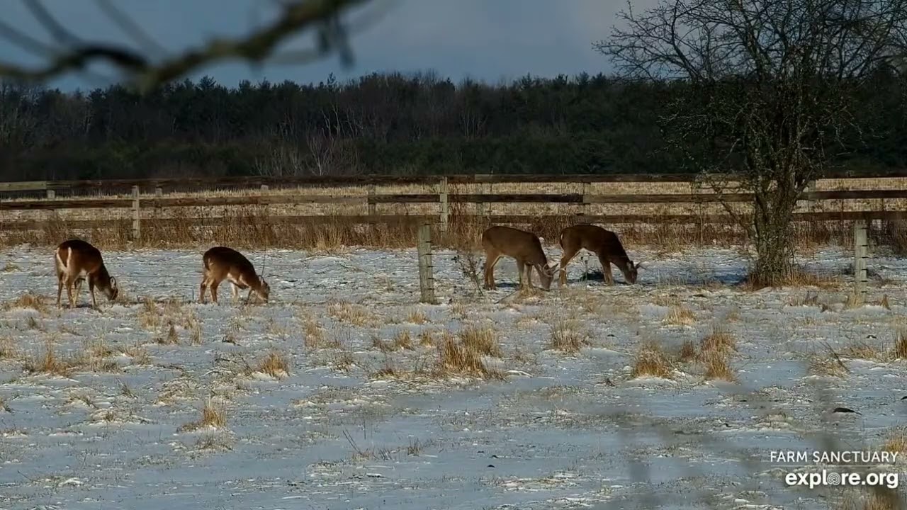 Farm Sanctuary Cattle Pond Pasture Deer afternoon 1222026 explore.org