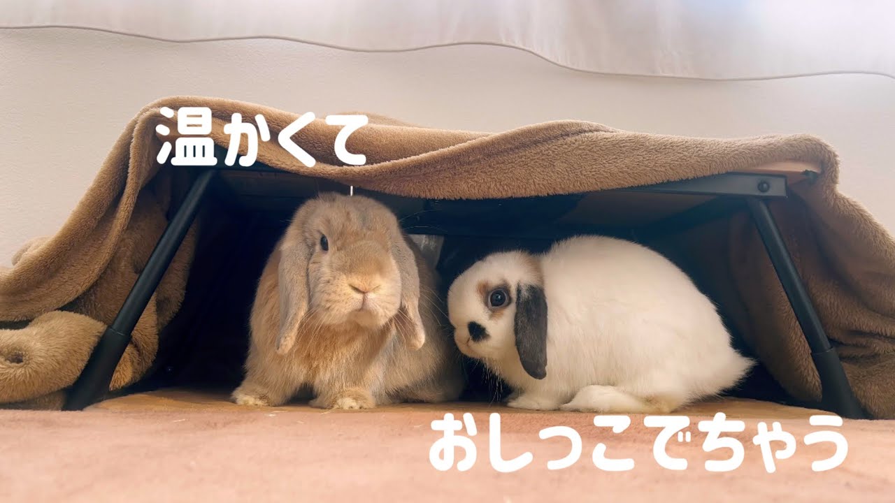 うさぎ達に“こたつ”作ったら事件発生!? はっちゃんの暴走は無くならない