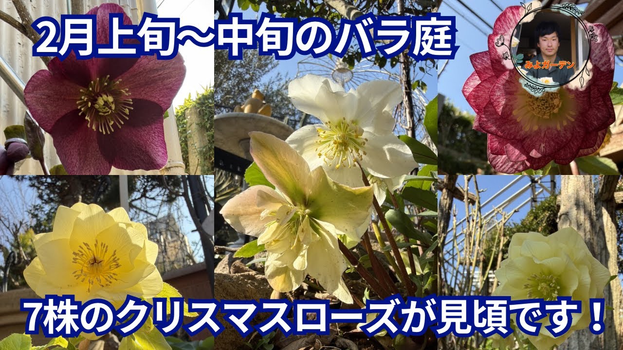2月上旬〜中旬に見頃のクリスマスローズ7株！冬のバラ庭の主役が続々と開花中です【ガーデニング】