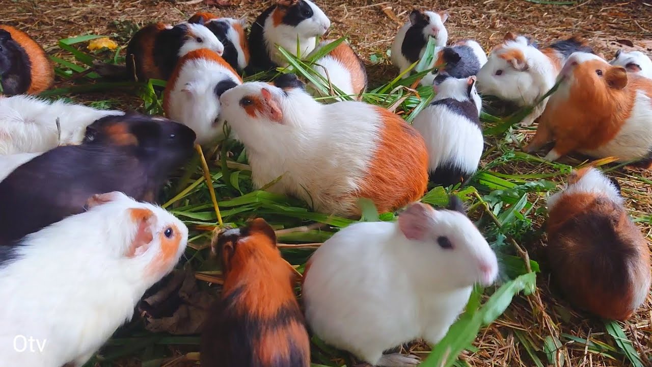 guinea pig eating asmr, guinea pig eating elephant grass, cute guinea pig videos 