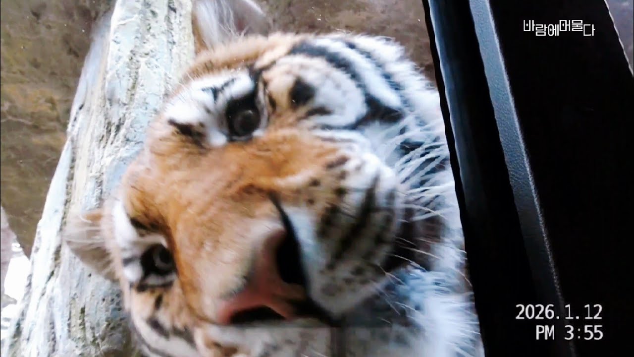펜미팅하는 보문이와 엄마 껌딱지 보문이.금강이 힘든 알콩이. 운이한테 삐진 달콩이#시베리아호랑이#한국호랑이#아무르호랑이#대전오월드#대전오월드사파리 #운이#달콩 #알콩 #보문#금강 