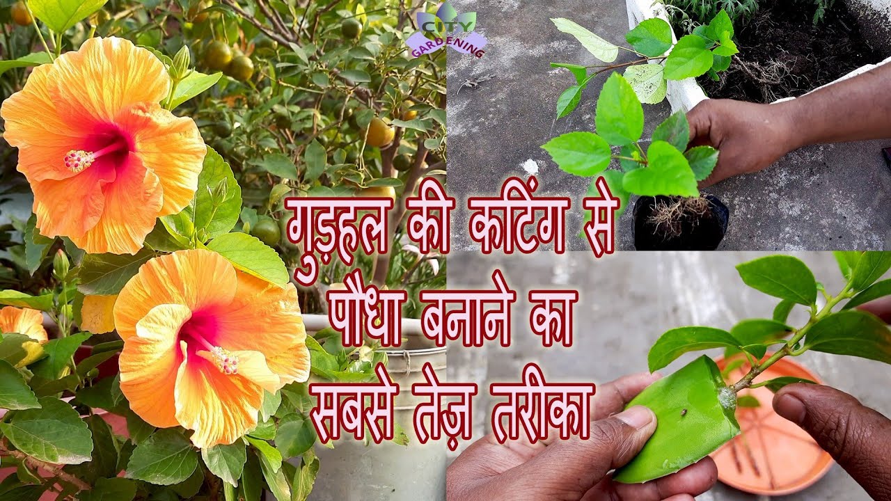 गुड़हल की कटिंग से पौधे बनाने का सबसे तेज़ तरीका | The quickest way of propagating Hibiscus