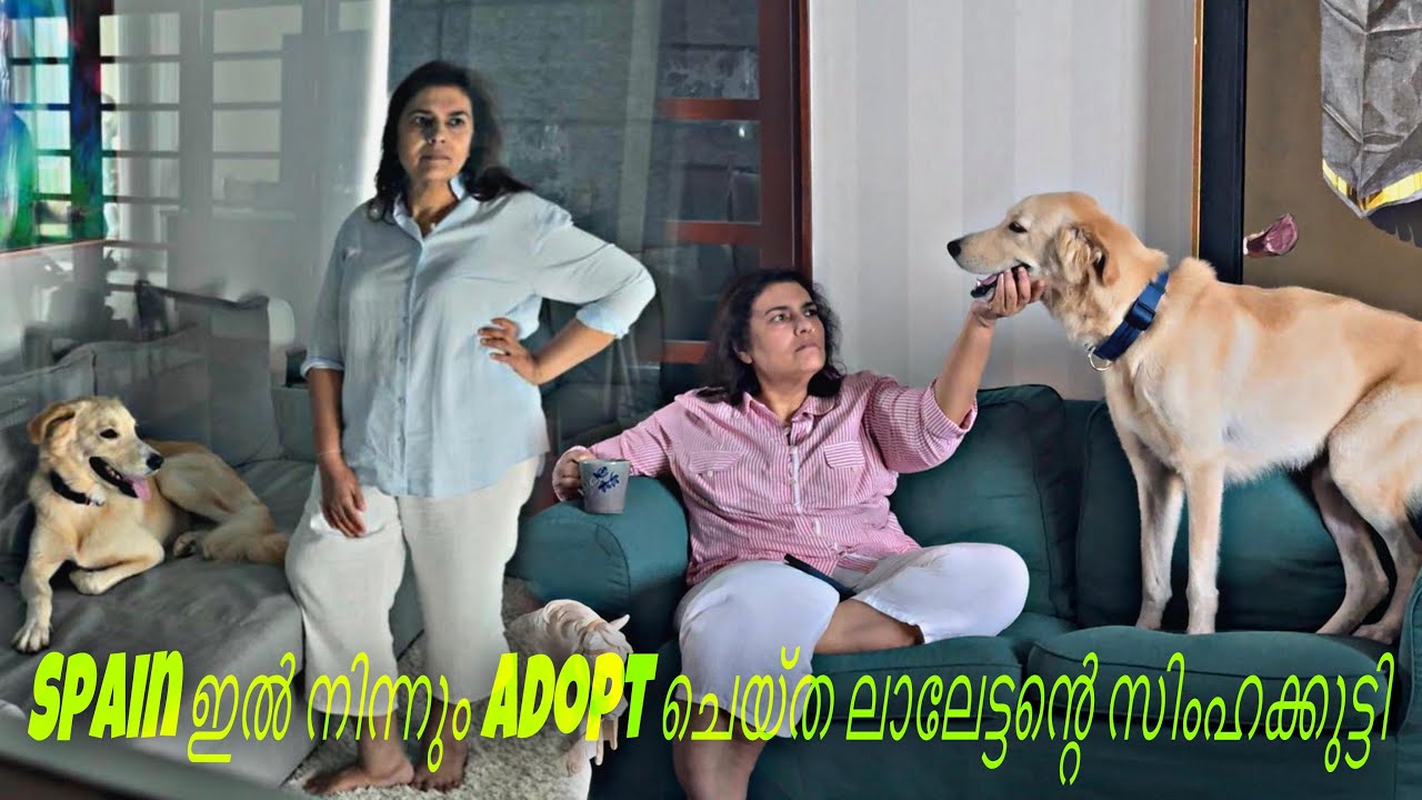 Brazil നിന്നും spainവഴി Thailand ലേക്ക് അവിടെ നിന്നും SUPER STAR ന്റെ വീട്ടിലേക് വന്നൊരു പുലികുട്ടി