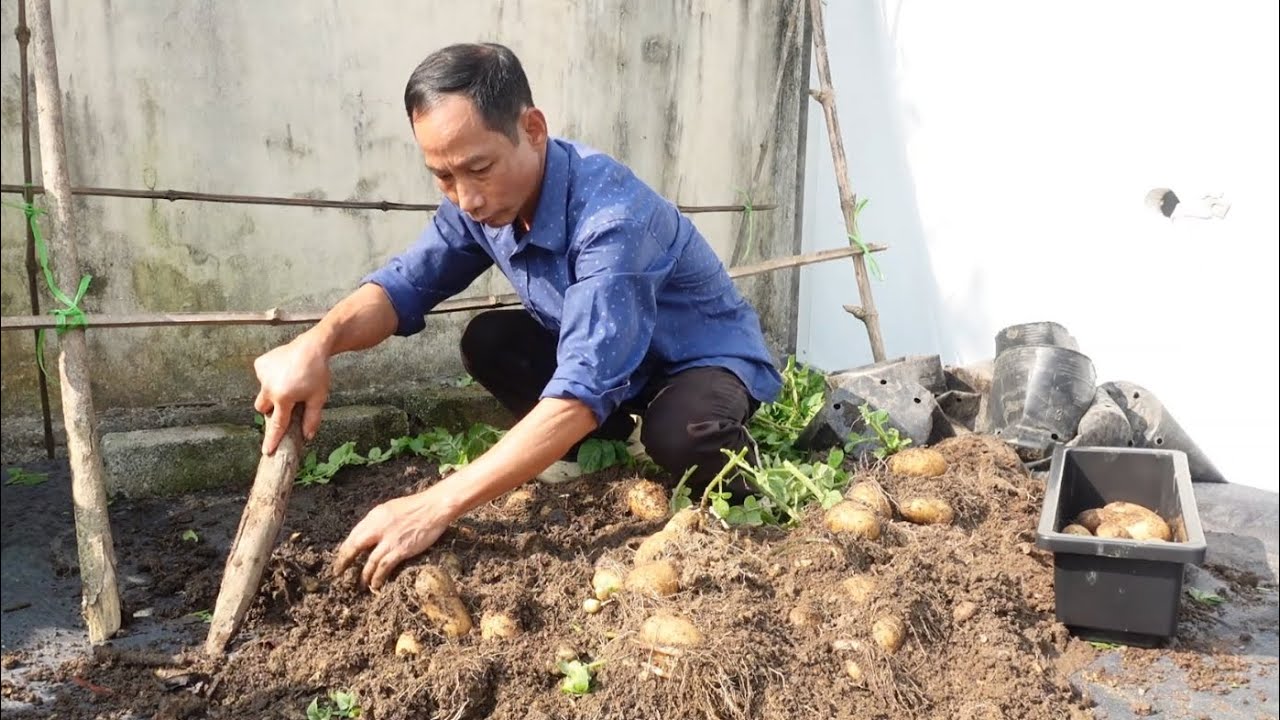 Organic 🔥 👀 An Old Man Planted a Baked Potato — What Happened Next Is Unreal