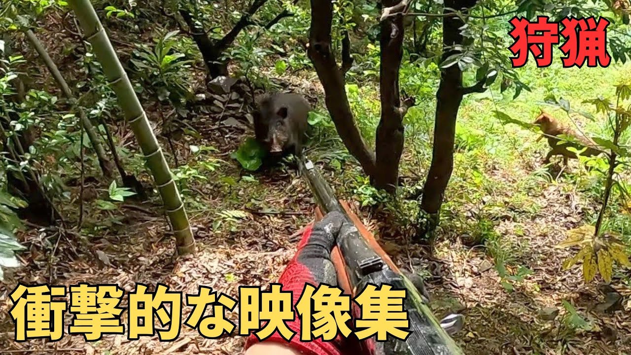 【凶暴猪VS猟犬】衝撃的な狩猟/有害鳥獣駆除シーンまとめ集